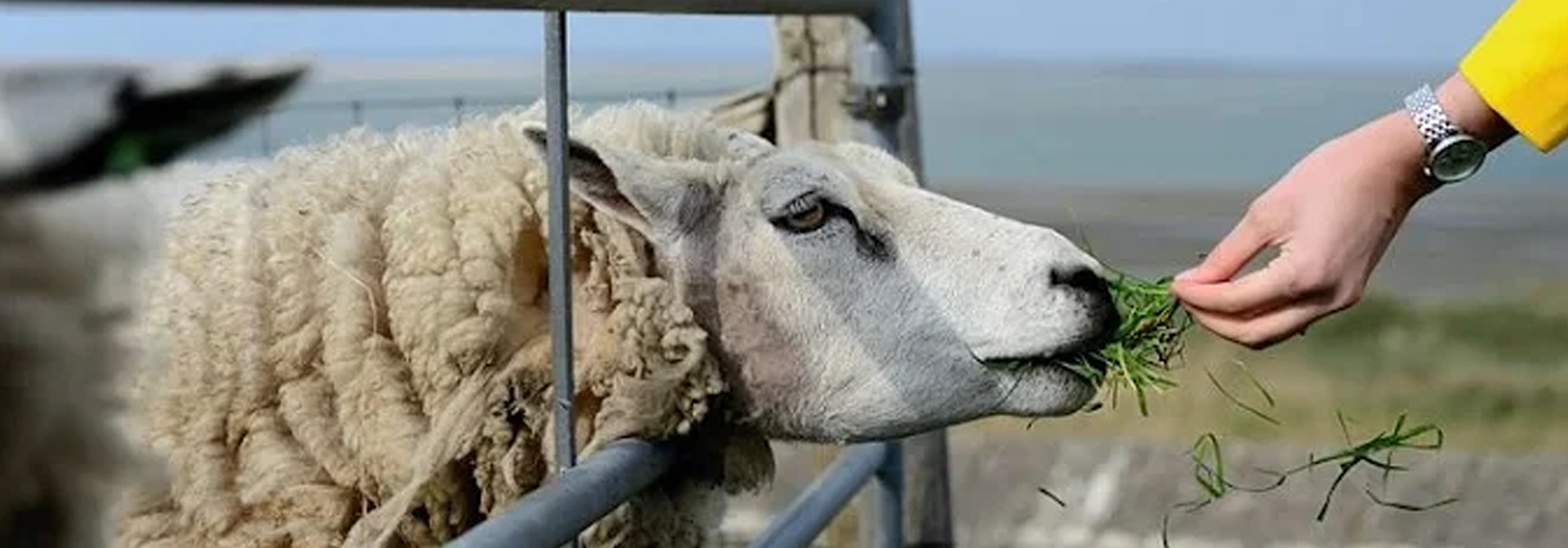 Kurbanlık Koyun